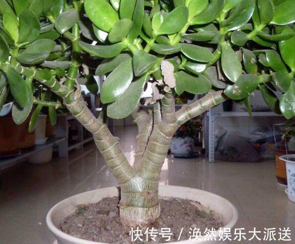 肥料|玉树四季常青,养护得当根茎木质化,养出价值高“老桩”