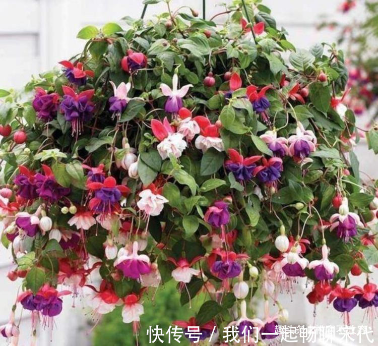 家养此款花卉,浇水越多烂根越快,30天不管,开出漂亮花!