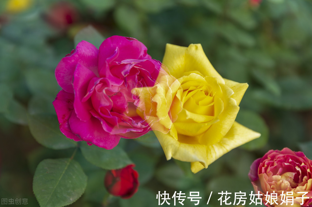 木犀草|在一起会“打架”的花，不是你死我活，就是两败俱伤，需要分开养