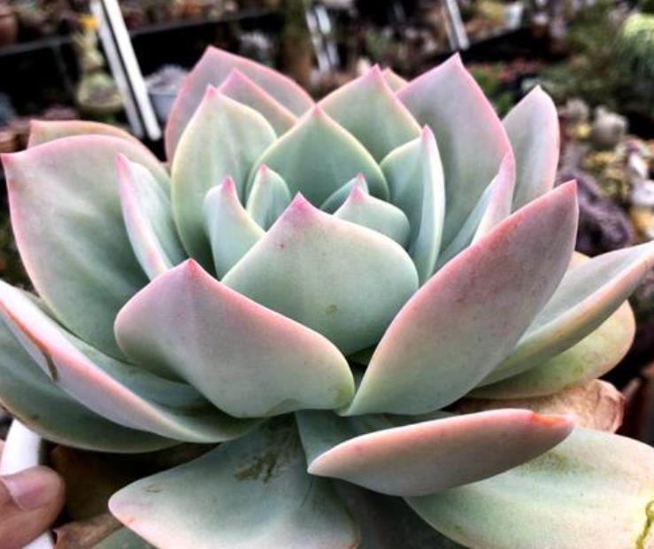 6种多肉个头比脸大,天生就是“巨无霸”,没地盘别养它