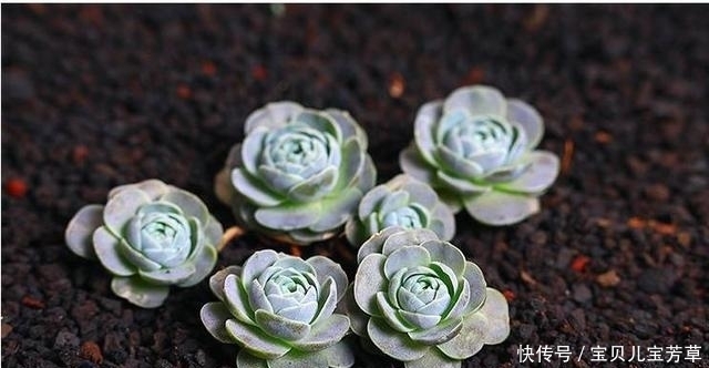 掌握了这些养护方法,还怕养不好子持莲华吗?