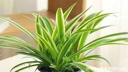 观叶|5种观叶植物,枝叶优美,家里养一盆,空气更清新,值得拥有!