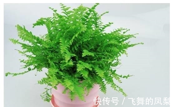 花店老板打死都不会透露的浇水秘诀，真的很管用