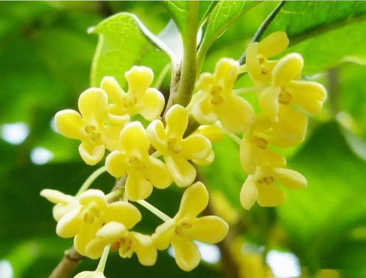 6月10日开始，养花试试这几款，开花爆满成花海，很值得栽培