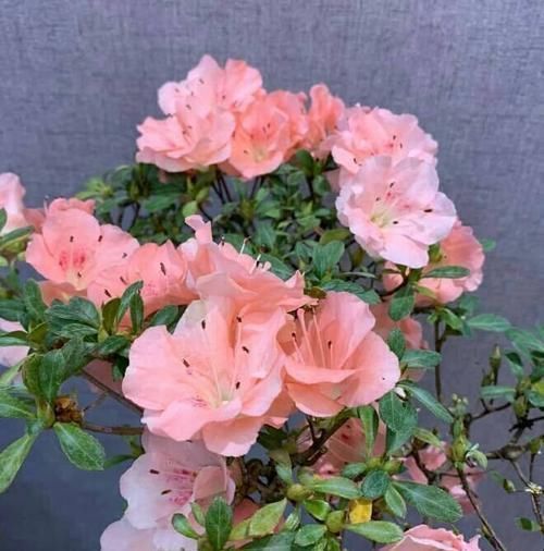 此款盆栽花卉,比兰花大气,越养越漂亮,养几年长成传家宝