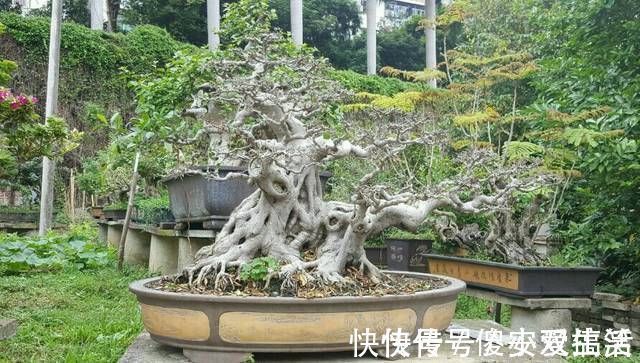 榕树盆景怎么养到根冒枝壮造型美，盆景大咖常用的3种方法