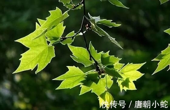 辛丑！七律｜人间至美是清秋