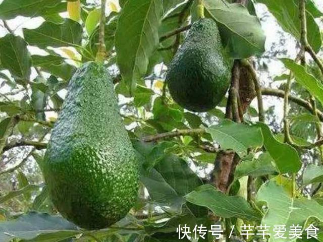 牛油果|怀孕后,4种水果敞开肚皮吃,让宝贝赢在“起跑线”上!