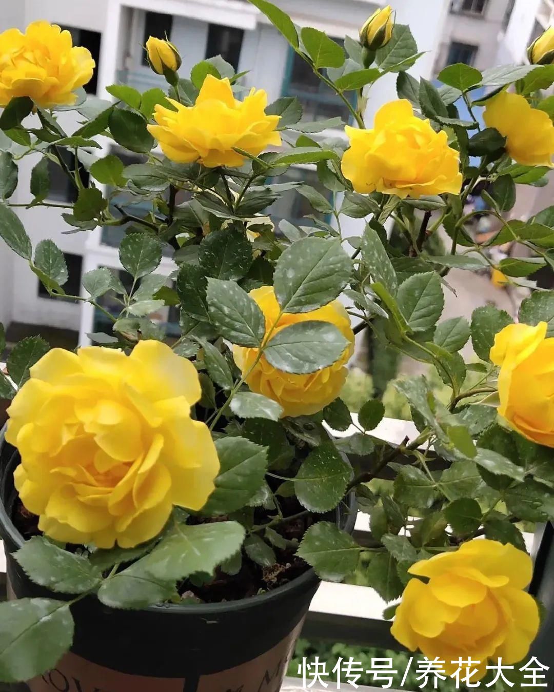 给花浇水掺点白醋,植物根比萝卜还粗,健壮不黄叶