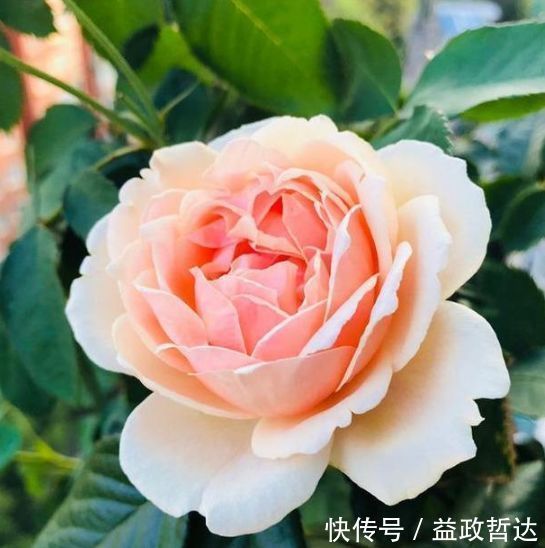 玫瑰|家养此款花卉,美如玫瑰,仙气十足,四季花开不停,阳台变花海