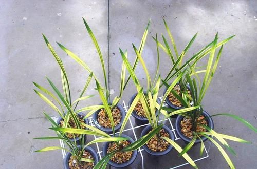 兰花|四季兰铭品“八宝奇珍”，花色鲜艳，叶艺完美，花开时满室飘香味