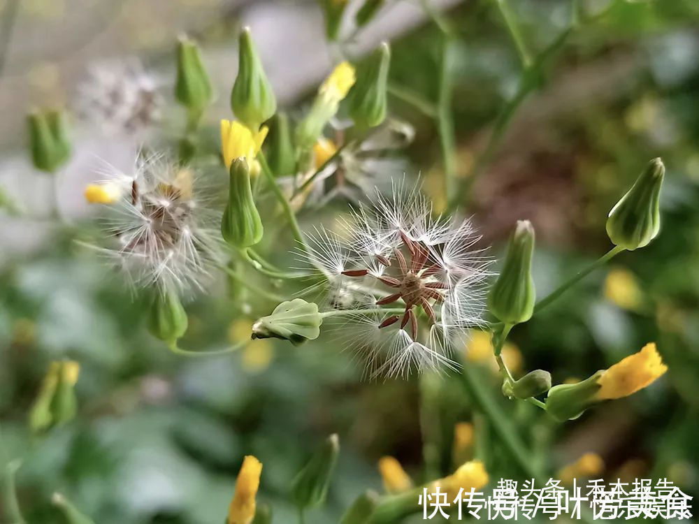 黄鹌菜|曾是穷苦人的救命菜，如今成民间极品野菜，做腌菜是一绝，别错过