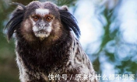 南美洲@耸人听闻!南美洲发现奇异生物,竟是中国奇书《山海经》神兽!