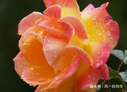 谁说懒人不能养花这三种既耐旱又耐晒,新手都能轻松养爆满盆