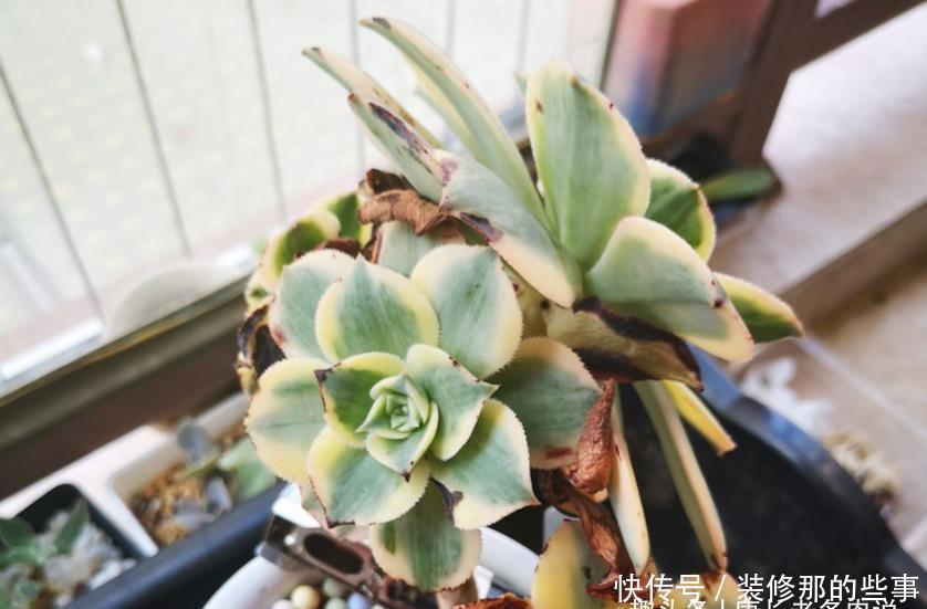 叶心处|多肉灿烂法师每年夏天叶片都会干枯然后烂掉,究竟该怎么来养啊?