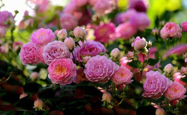 花海|农历8月2日开始,养花养个耐看的,花朵小巧玲珑,阳台开出花海