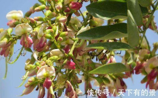 二氧化硫|农历7月20号起，最适合养这些花，花开媲美玫瑰，浇水勤一些