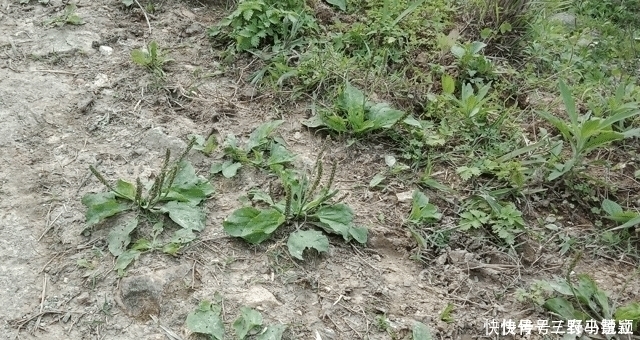 价值|人称“尿床草”,生于路旁,但价值很高,路过请尽量不要踩踏