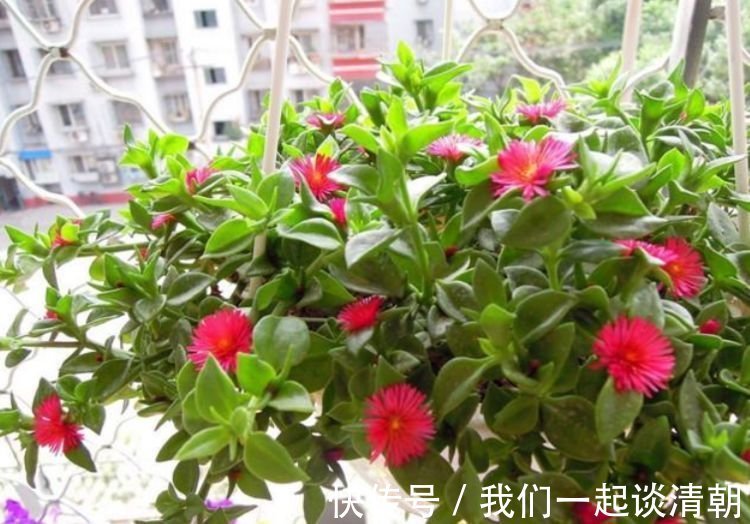 4种花是爆盆能手,开起花来拦不住,不用管也能长得旺,开花不断