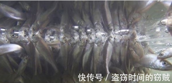 俄罗斯|冬季俄罗斯小哥在结冰湖面凿了个大洞，结果水面堆满了数千条鱼！