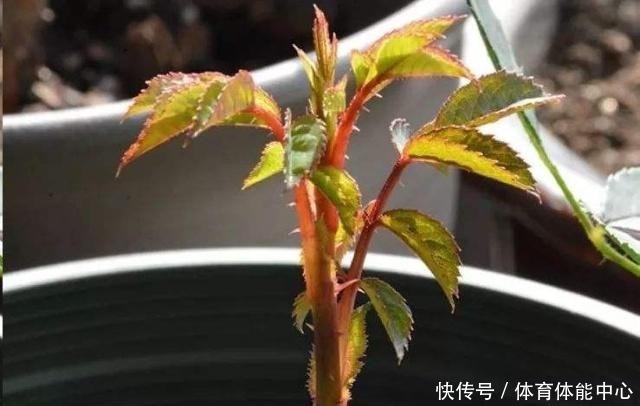 月季藏有“小开关”,长出“这种”枝条别乱剪,养2周花朵爆盆!