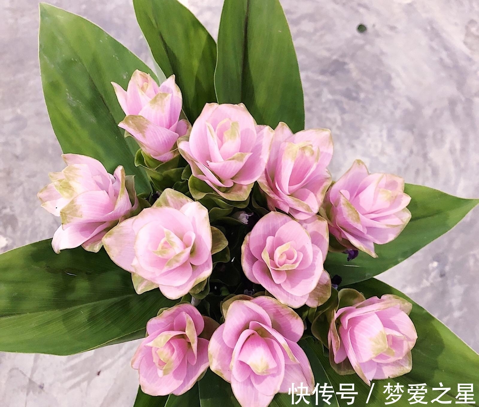 荷花|一块“大生姜”,开满粉荷花,家里养一盆,仙气飘飘,开花100天