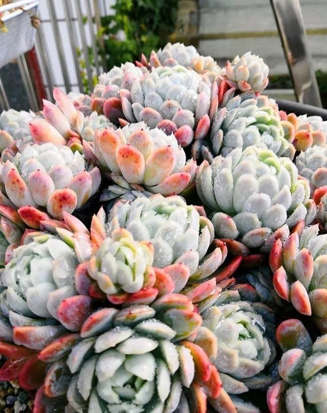 多肉为什么有时候很好养,有时候就养不活