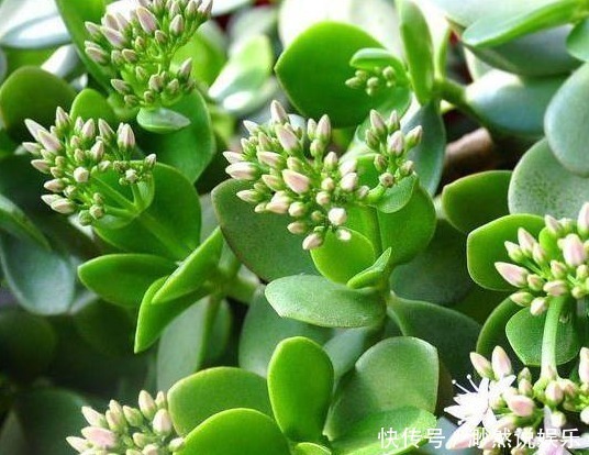 一叶兰|5种适合懒人养的几种盆栽,一月不管也能活,花开好养还爆满