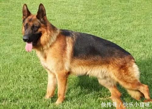 在古代的时候,喜乐蒂牧羊犬是非常好的牧羊犬,耐寒,体力好,视野宽阔