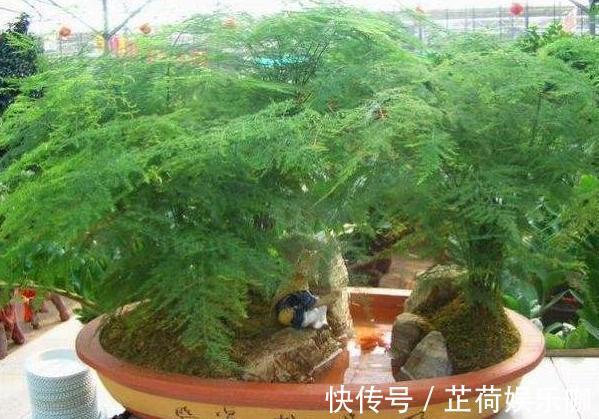 养花|新人养花想得心应手,需注重3个小技巧,掌握到位养啥花都不难