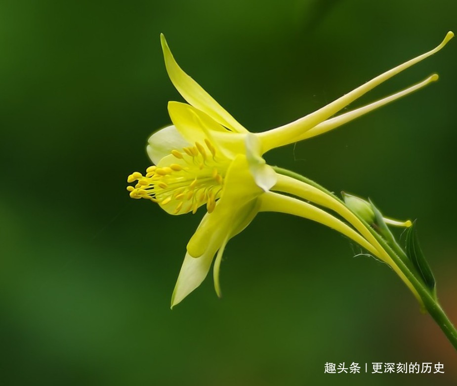 花裙子|此花雨后更显娇艳欲滴，奇特的容貌让人爱不释手，是胜利的象征