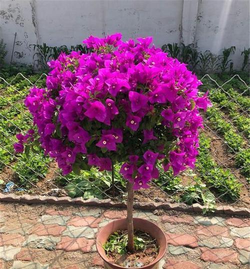 冬天养三角梅,避免3个错误,安全过冬,憋出新芽,养成繁花老桩