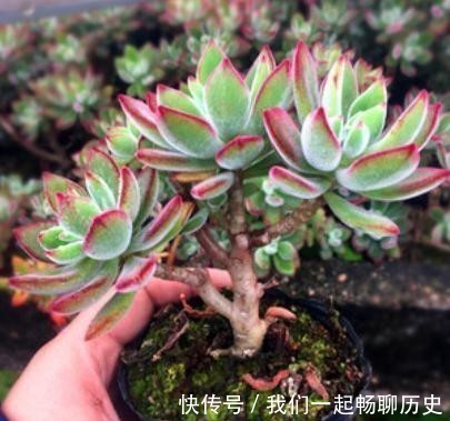 浇水|温度低多肉不生长?给它做4步,反而养出“美肉肉”,直接出状态
