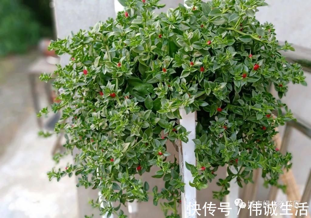 啤酒|室内养花就养两种花,没事喂一喂啤酒,长出垂吊枝,开花成瀑布