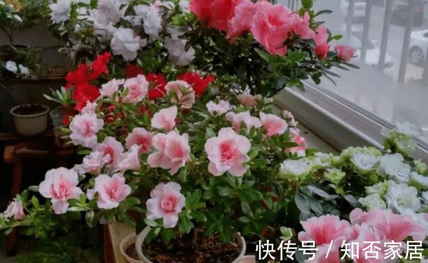 蚯蚓|秋天给花换盆,盆底掺点“万能肥”,根系更健壮,养啥花都旺