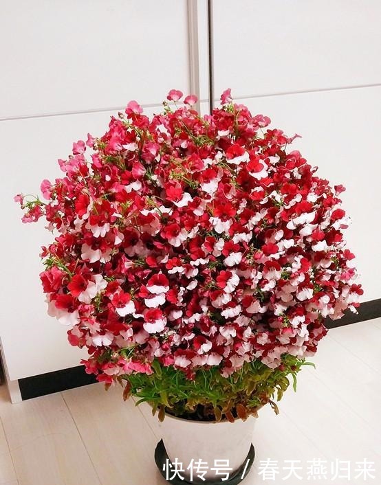 喜欢三角梅,不如养盆“精品玫瑰”舞后玫瑰,花中皇后,高贵优雅