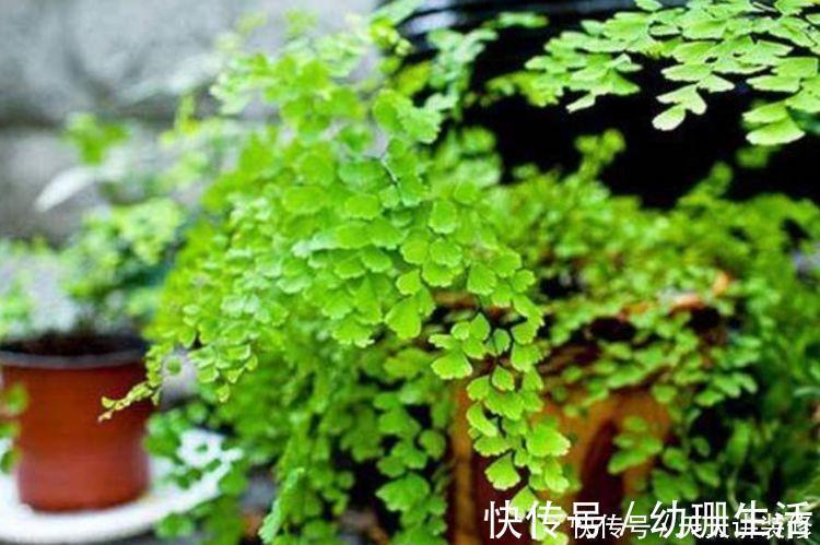 牡丹吊兰|养花就养4种花,家里养一盆,甲醛、二手烟全跑光!