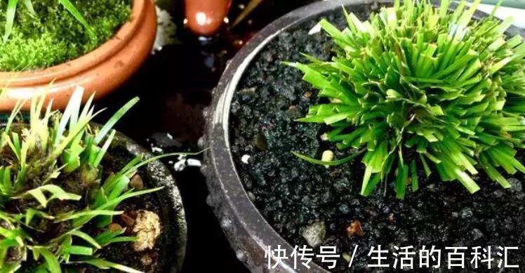 浇水量|秋季气温下降，提前安排这5方面，养花种草才不会出意外