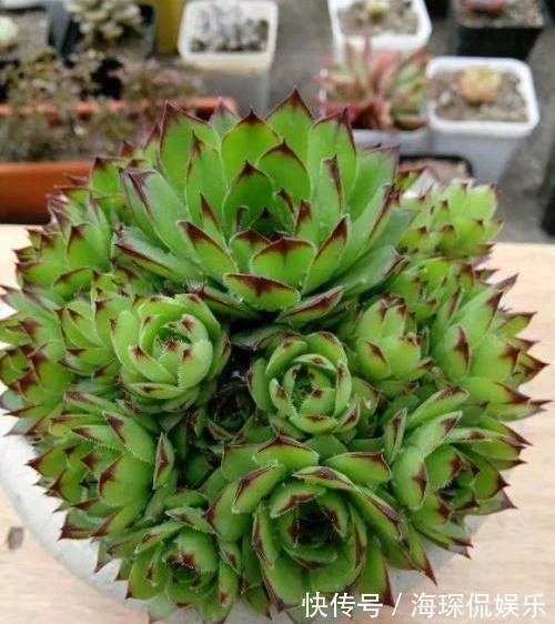 侧芽|多肉观音莲,3个“误区”要避开,从不“穿裙子”,一圈小莲花