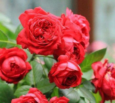 此花漂亮,四季开花,花量巨大,好种植,香气四溢,一花香一阳台