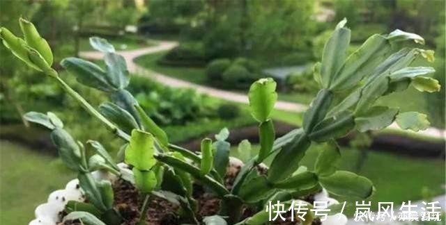 冬天能扦插养花，首选这6个品种，成活率高，很快开出大花朵