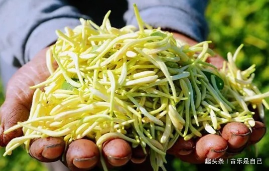 甜菜茄|想长寿得会吃,4种食物不错过,疏通血管,缓解便秘,降低胆固醇