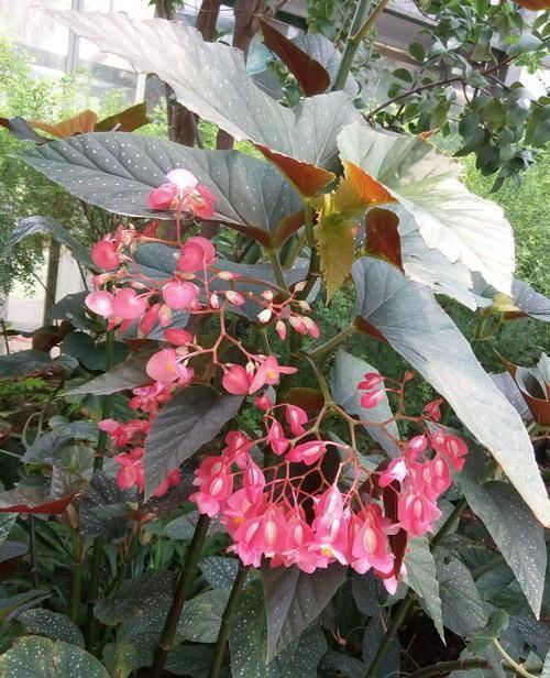 卫生间适合养什么花推荐几种好活耐湿花,净化空气没异味