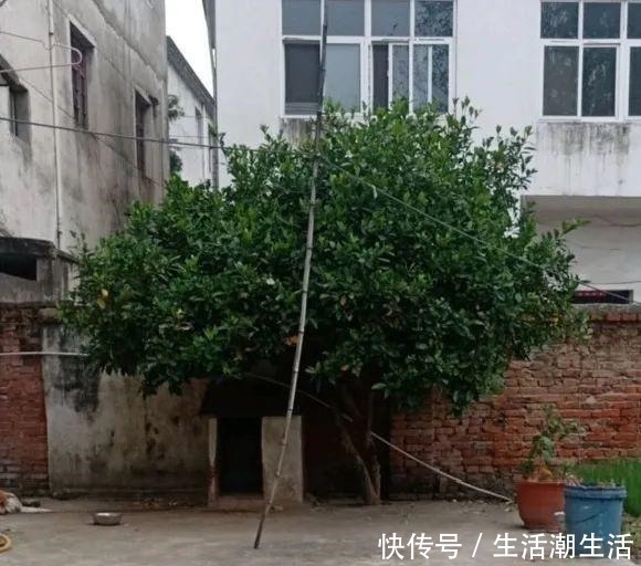 50年的桂花树,卖了5万块钱,大家觉得值吗!