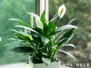 养白掌,避开2个“软肋”,从不蔫软,叶子绿悠悠,花儿白皙美艳