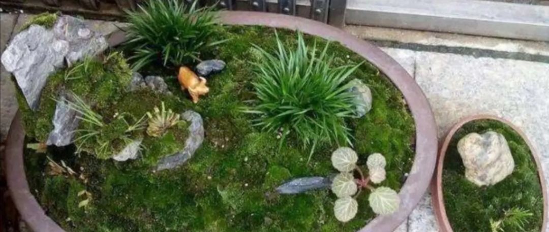 铺设|2种简单的方法，让盆景里长出绿油油的苔藓，漂亮又美观