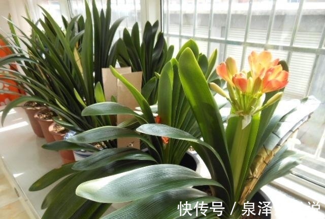 药水|君子兰“烂根”别扔了，1种药水泡一泡，20天生根，长得更旺