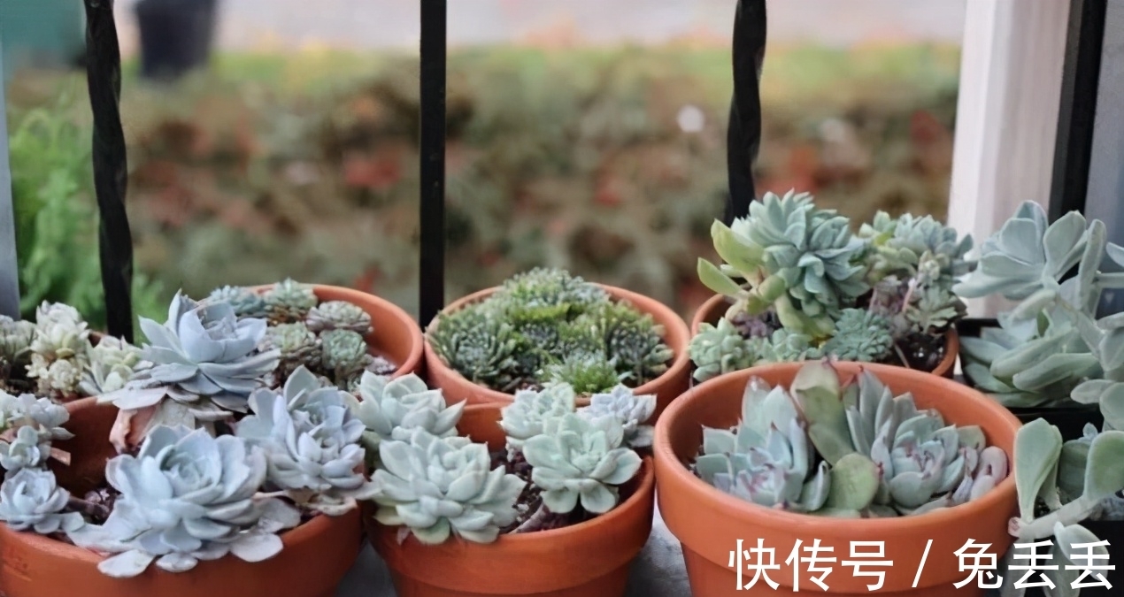 繁殖多肉的途径：砍头茎插、拿叶子催根育苗