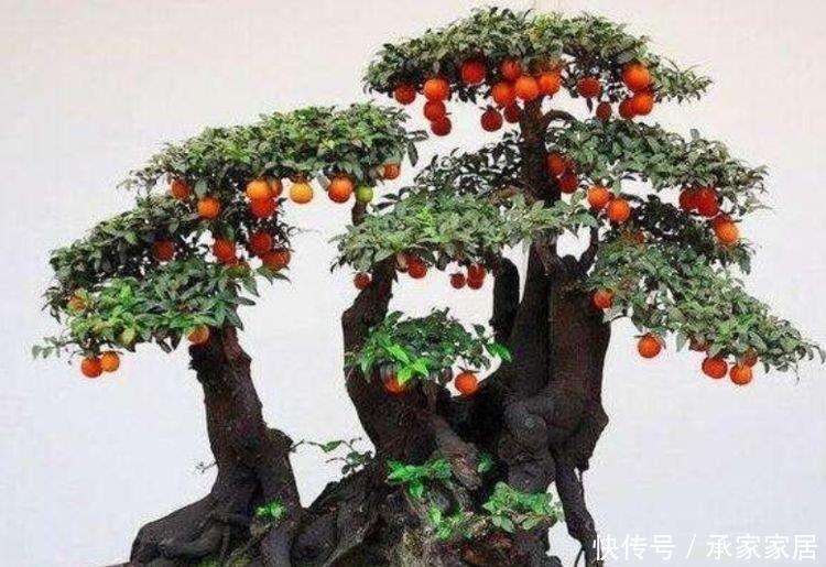 旺财|自带财运的4种花，寓意好、观赏性强，养客厅旺财又养人