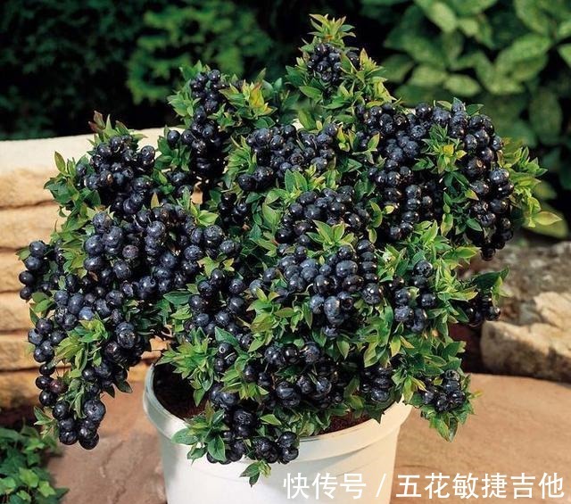 养1盆“耐寒”果树，枝头结满“蓝果子”，年年都能摘鲜甜水果！